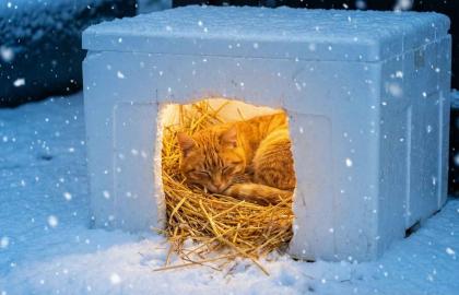 Sokak Canları İçin Hayat Kurtaran Çözüm: Strafor Kedi Evi