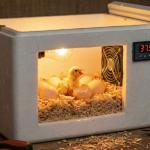 Strafor Kutudan Kuluçka Makinesi Yapımı: Evde Civciv Çıkarmak Mümkün!