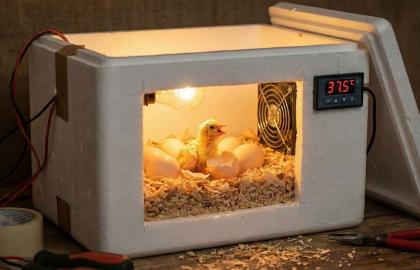 Strafor Kutudan Kuluçka Makinesi Yapımı: Evde Civciv Çıkarmak Mümkün!