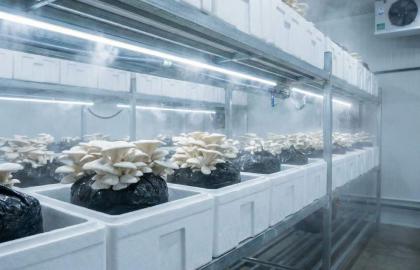 İstiridye Mantarı Verimini Artıran Sır: Strafor ile Isı Dengesi