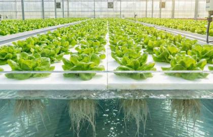 Seralarda Teknoloji Devrimi: Su Üstünde Yüzen Tarlalar (Hidroponik Strafor)